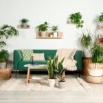 Indoor Plants to Transform Your Space