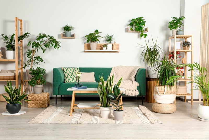 Indoor Plants to Transform Your Space