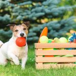 Summer Toys to Keep Dogs Happy and Healthy