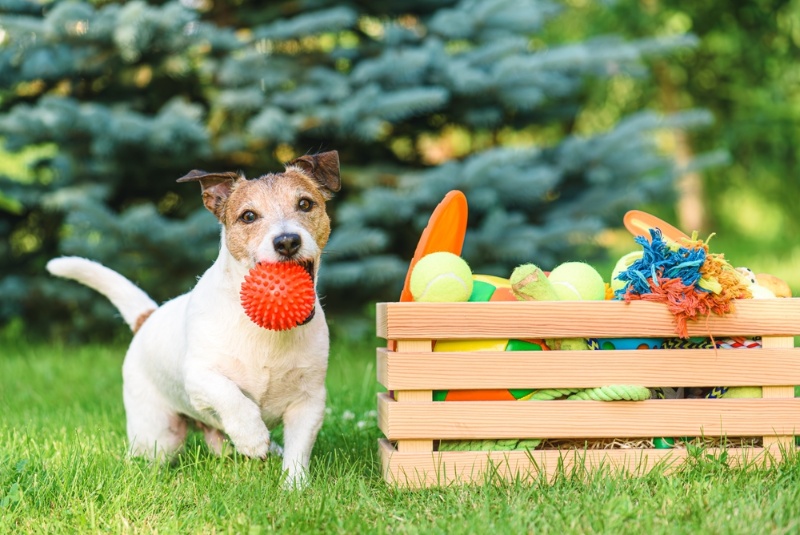 Summer Toys to Keep Dogs Happy and Healthy